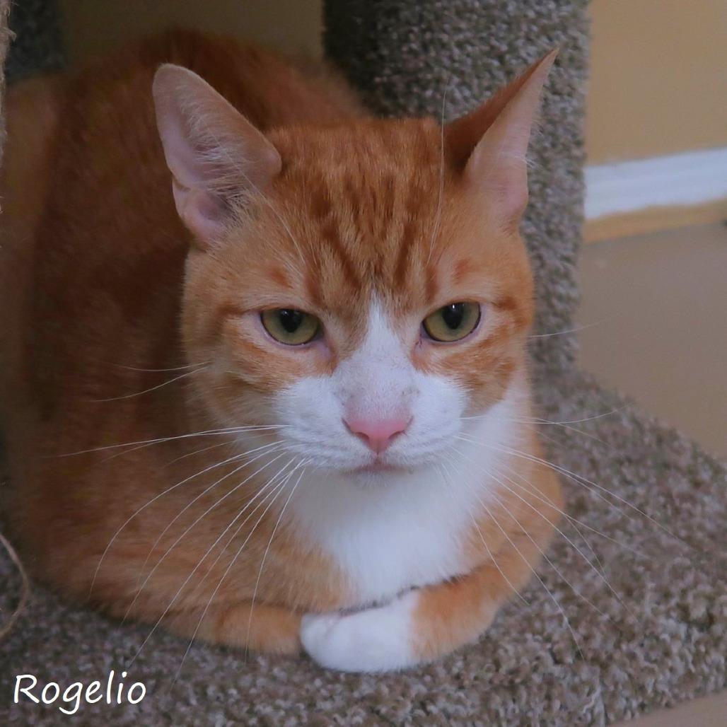 Rogelio, a Adoptable Domestic Short Hair in Yucaipa, CA image 1/6