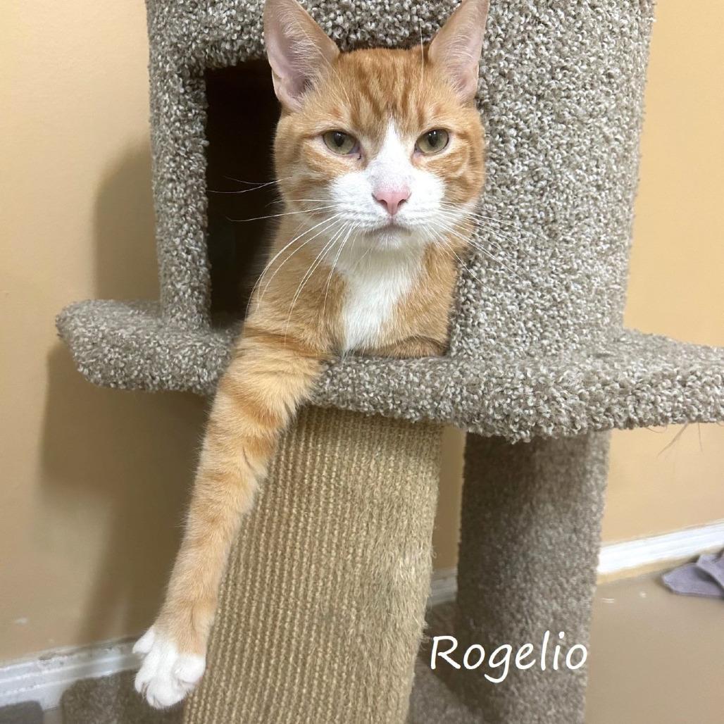 Rogelio, a Adoptable Domestic Short Hair in Yucaipa, CA image 2/6