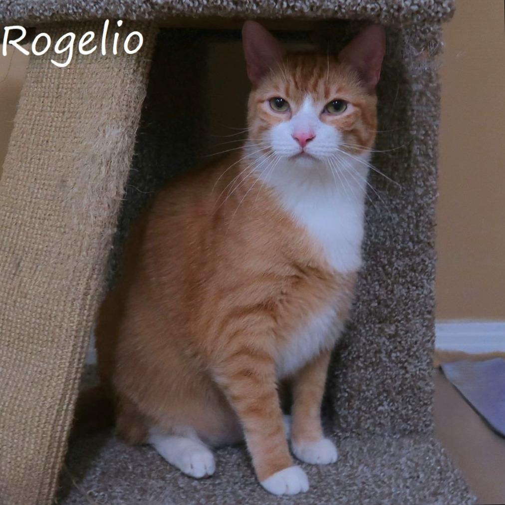 Rogelio, a Adoptable Domestic Short Hair in Yucaipa, CA image 3/6