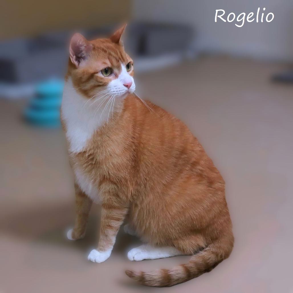 Rogelio, a Adoptable Domestic Short Hair in Yucaipa, CA image 4/6
