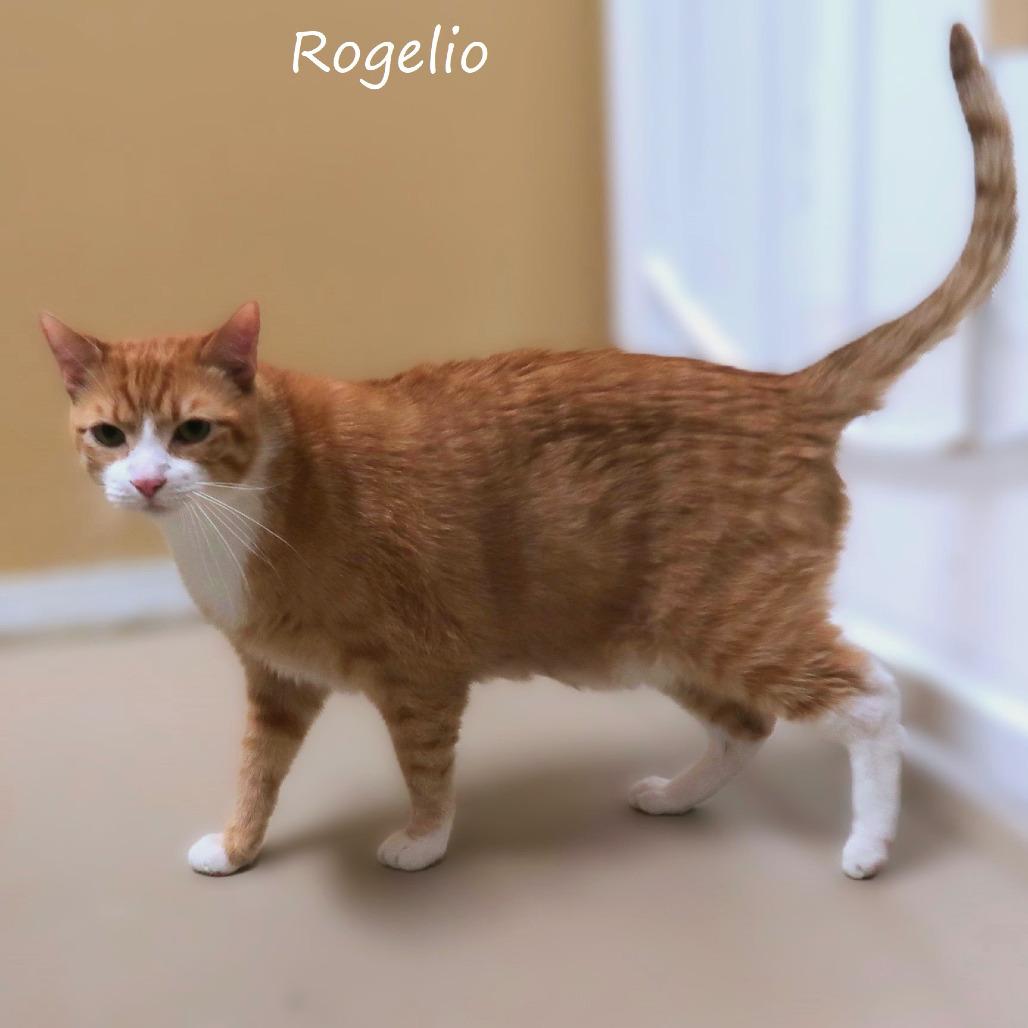 Rogelio, a Adoptable Domestic Short Hair in Yucaipa, CA image 5/6