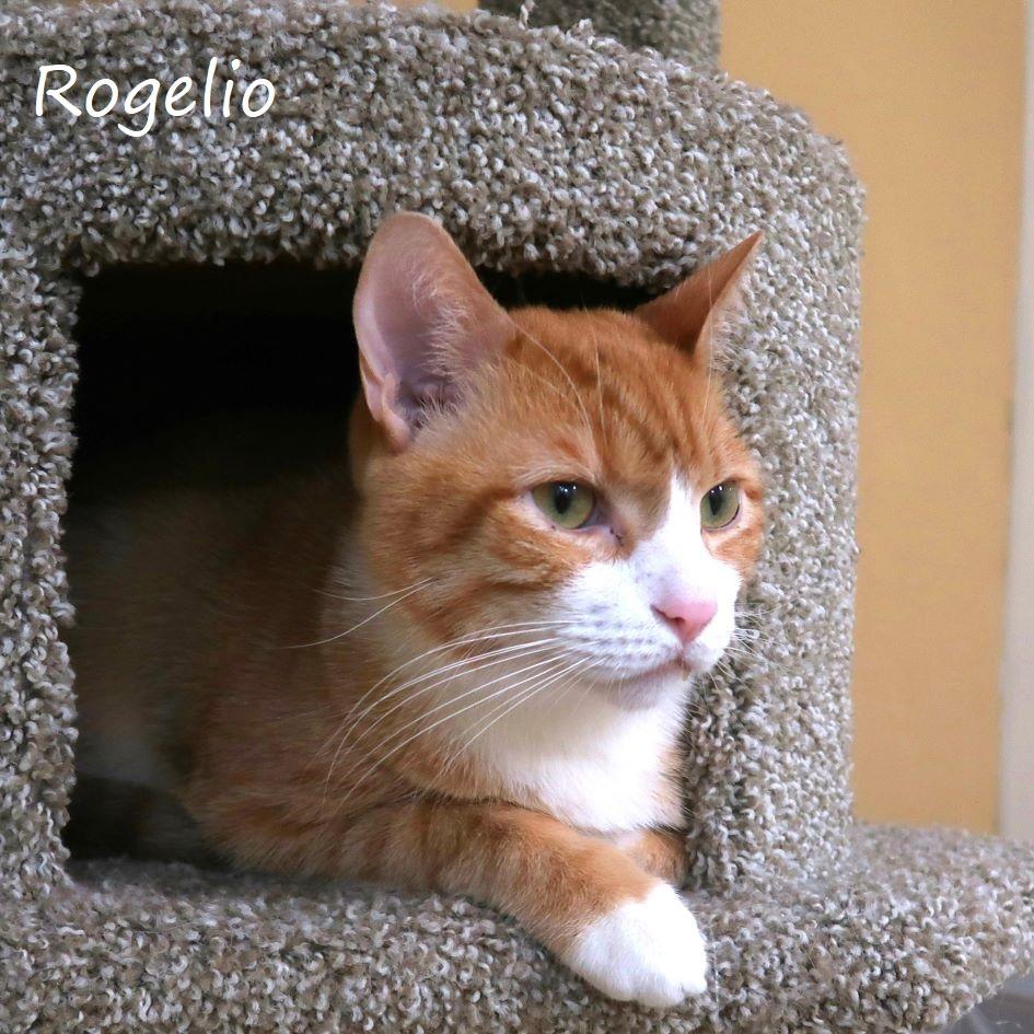Rogelio, a Adoptable Domestic Short Hair in Yucaipa, CA image 6/6