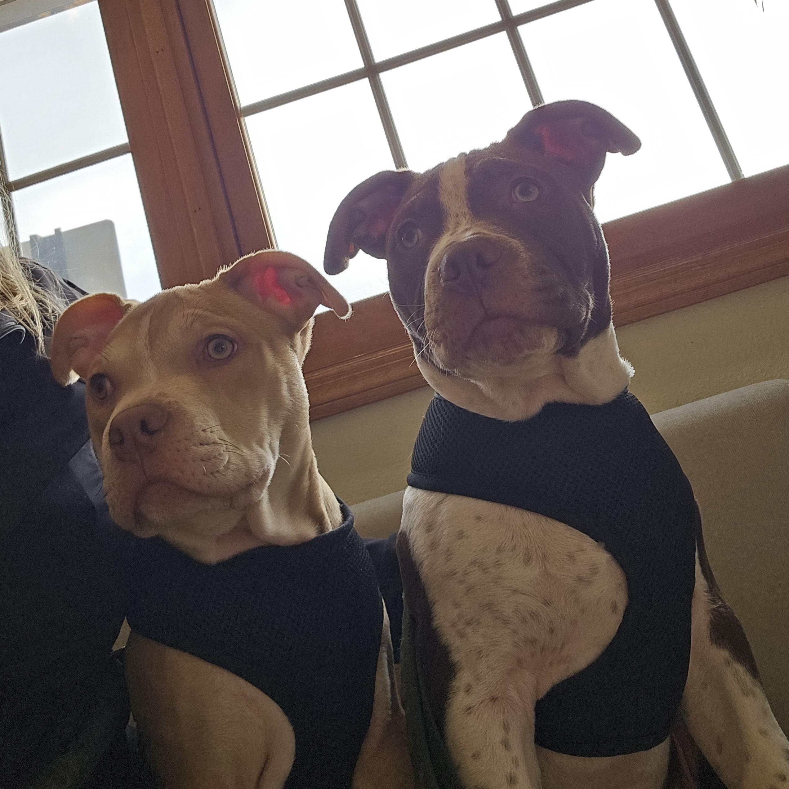 Enlarge Jazz, a ADOPTABLE mixed breed in Peotone, IL image 3/3