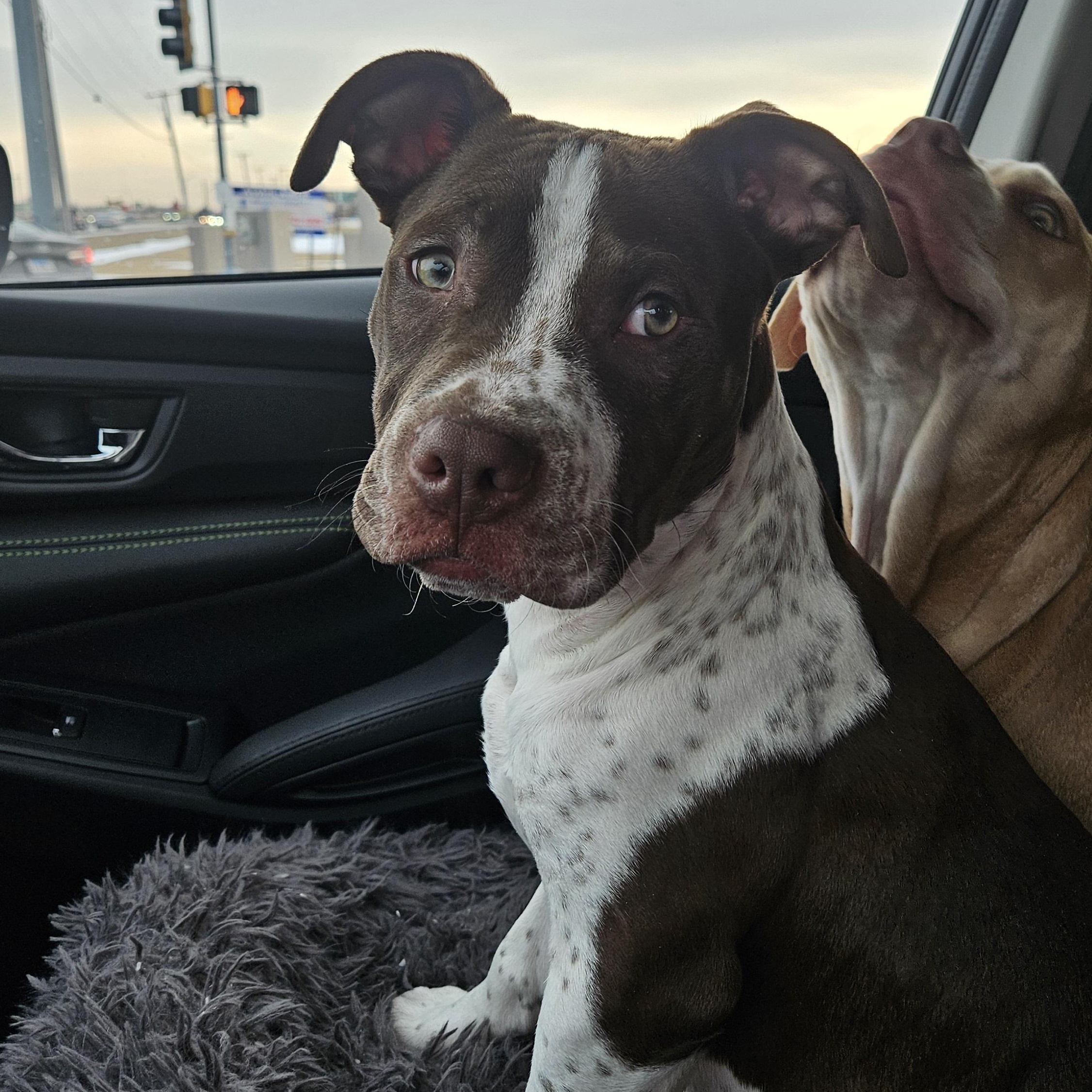 Enlarge Jazz, a ADOPTABLE mixed breed in Peotone, IL image 2/3