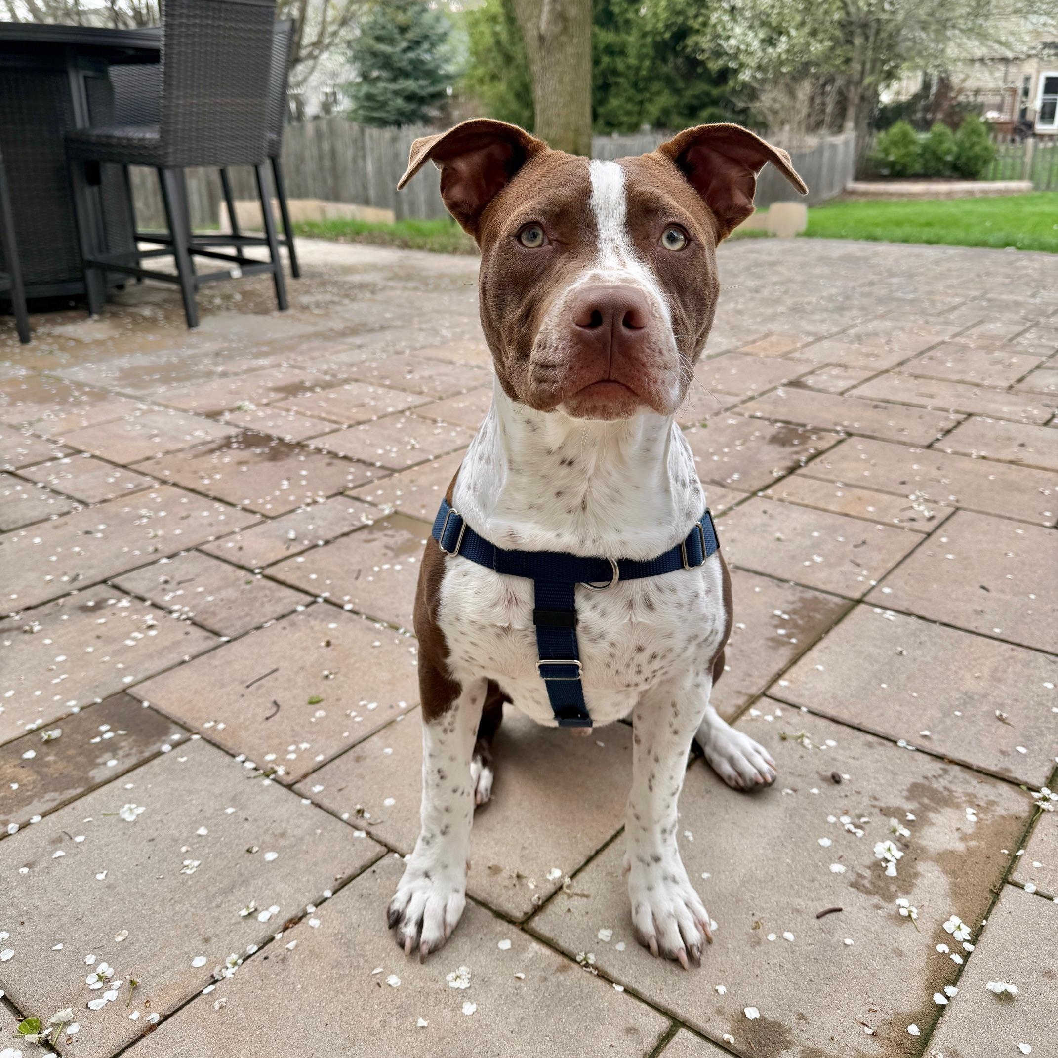 Enlarge Jazz, a ADOPTABLE mixed breed in Peotone, IL image 6/6