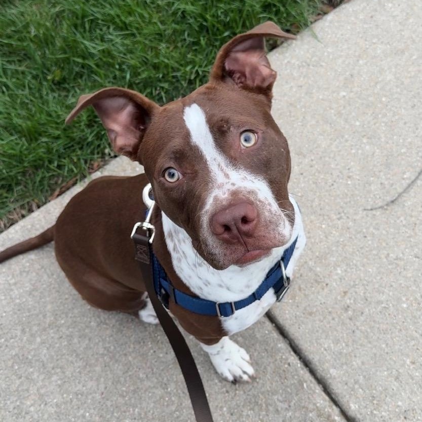 Jazz, ADOPTABLE, Puppy Male Pit Bull Terrier.