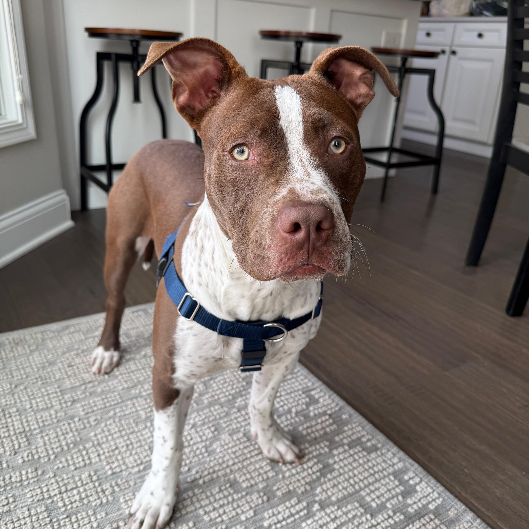 Enlarge Jazz, a ADOPTABLE mixed breed in Peotone, IL image 5/6