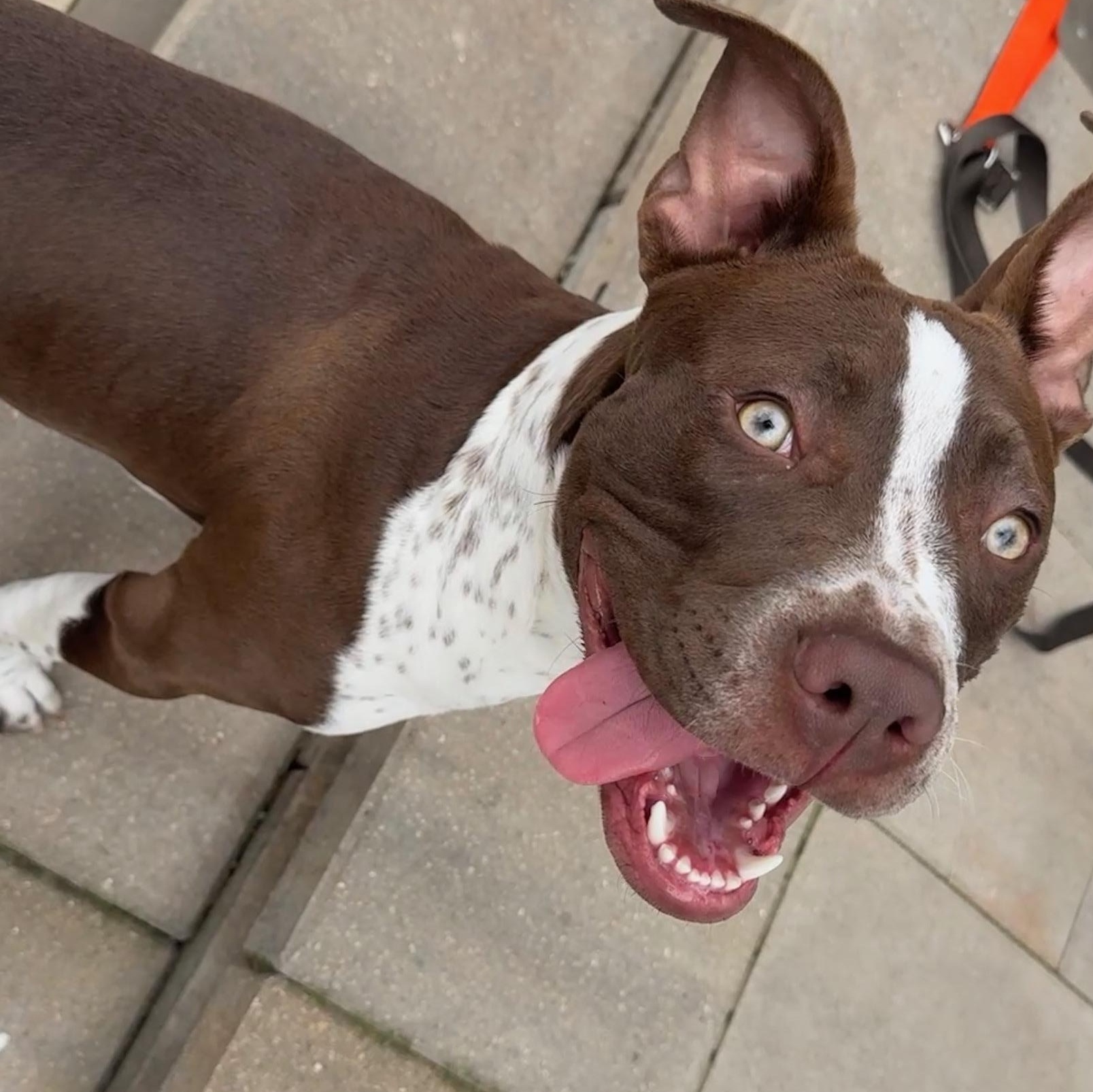 Jazz, ADOPTABLE, Puppy Male Pit Bull Terrier.