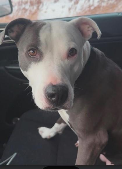 Enlarge Violet , a Adoptable mixed breed in Sheboygan, WI image 6/6