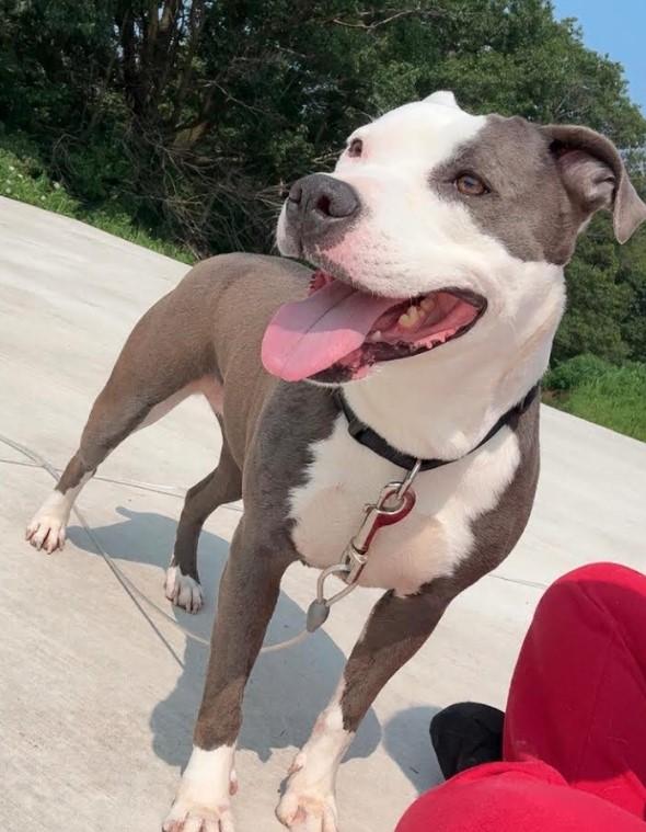 Enlarge Violet , a Adoptable mixed breed in Sheboygan, WI image 5/6