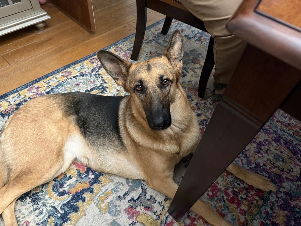 Lilah (Mama), Adoptable, Adult Female German Shepherd Dog.