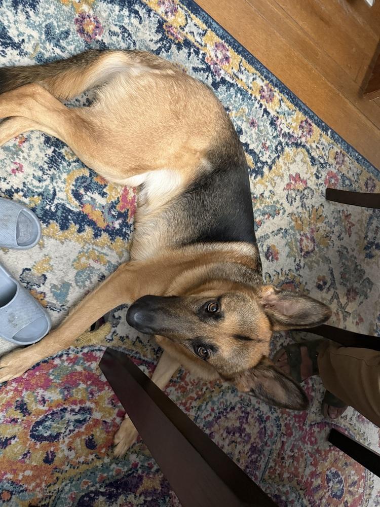 Lilah (Mama), a Adoptable German Shepherd Dog in Pleasant Hill, CA image 2/6