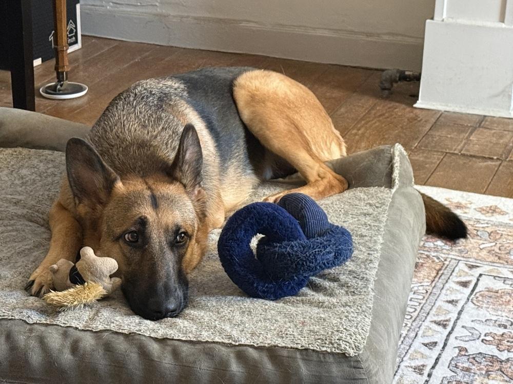 Lilah (Mama), a Adoptable German Shepherd Dog in Pleasant Hill, CA image 3/6