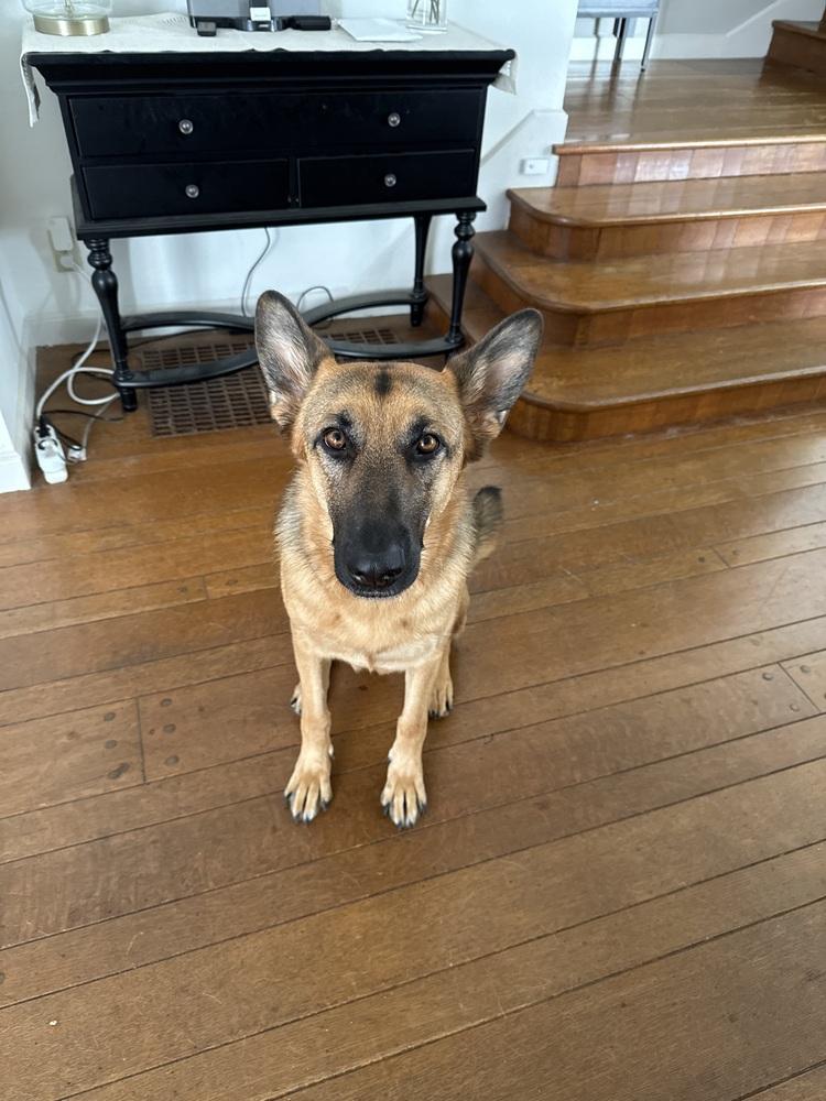 Lilah (Mama), a Adoptable German Shepherd Dog in Pleasant Hill, CA image 4/6