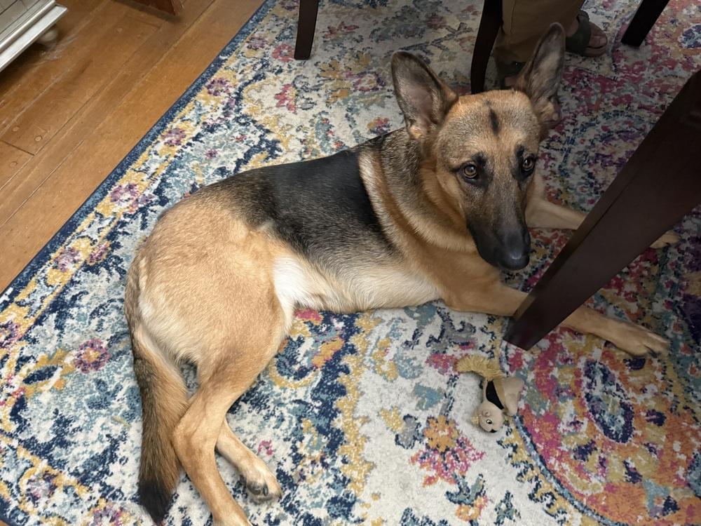 Lilah (Mama), a Adoptable German Shepherd Dog in Pleasant Hill, CA image 5/6