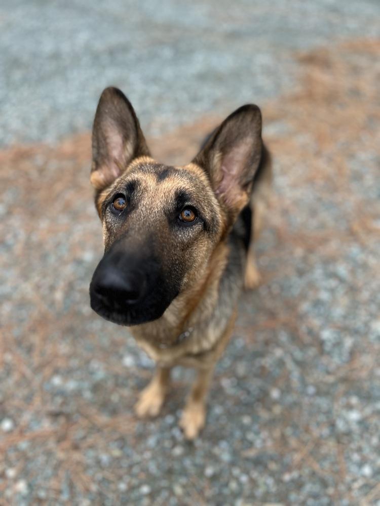 Lilah (Mama), a Adoptable German Shepherd Dog in Pleasant Hill, CA image 6/6