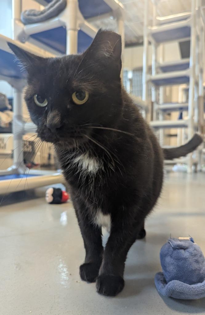 Tipper, Adoptable, Adult Female Domestic Short Hair.