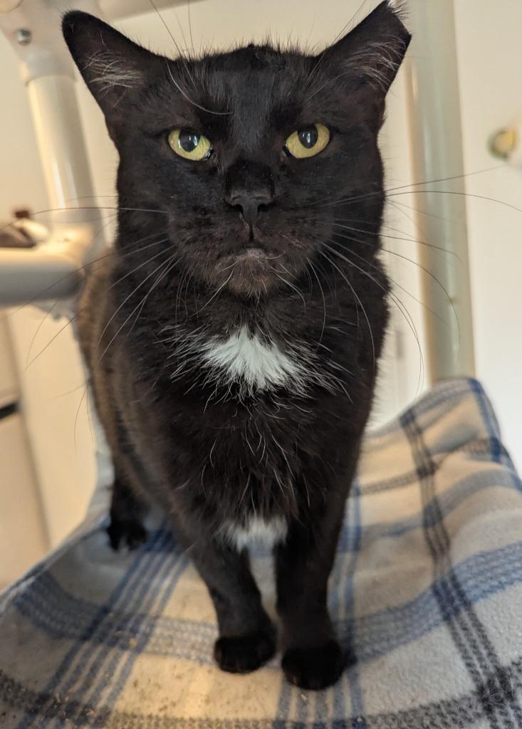 Enlarge Tipper, a Adoptable mixed breed in Barron, WI image 3/6