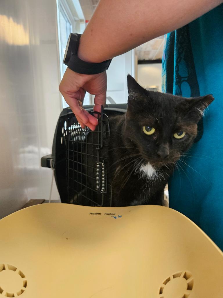 Tipper, Adoptable, Adult Female Domestic Short Hair.