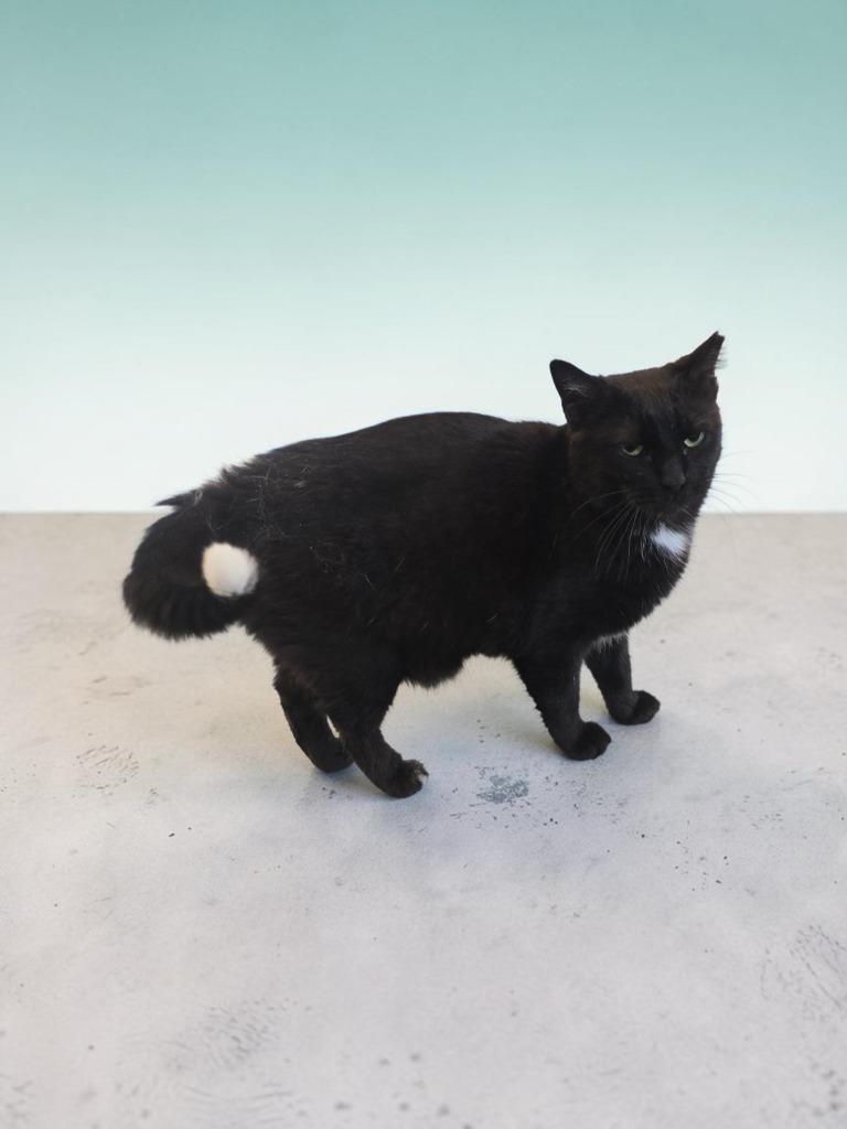 Enlarge Tipper, a Adoptable mixed breed in Barron, WI image 2/2