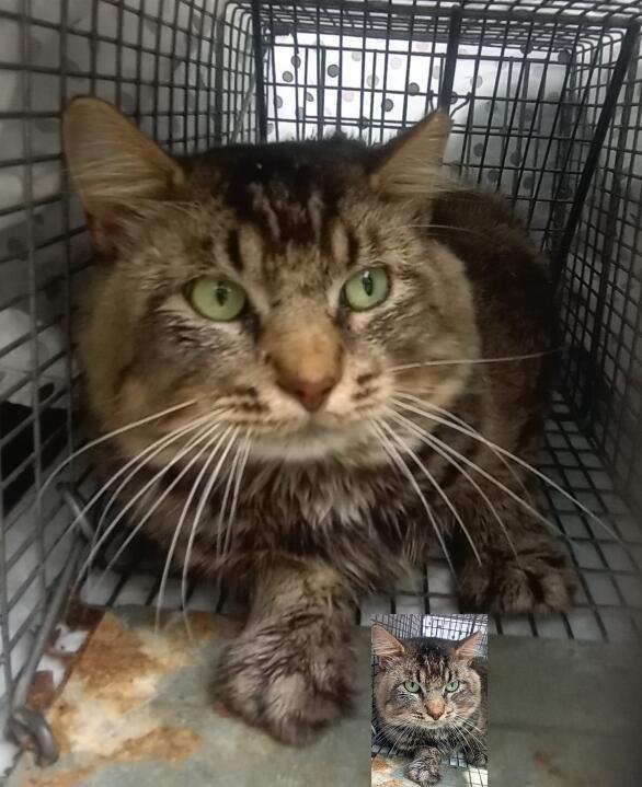 Mr Fuzz URGENT - FOSTER NEEDED!