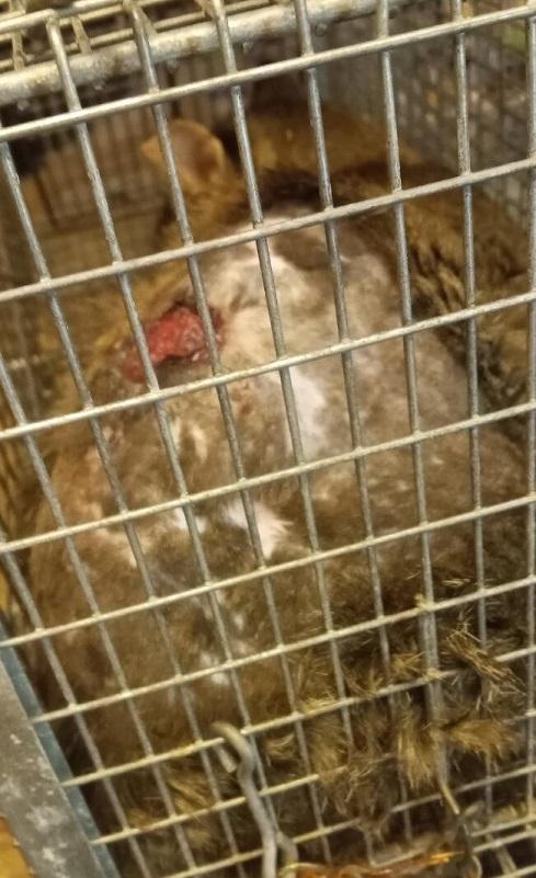 Mr Fuzz URGENT - FOSTER NEEDED!