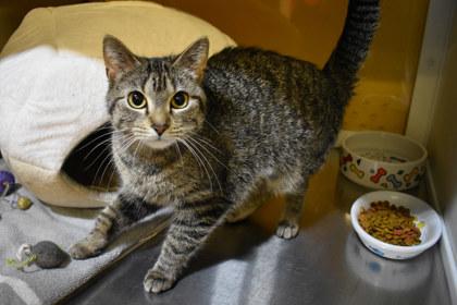 Stripes, a Adoptable mixed breed in Kansas City, MO image 1/2