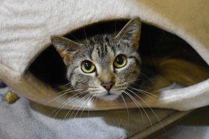 Stripes, a Adoptable mixed breed in Kansas City, MO image 2/2