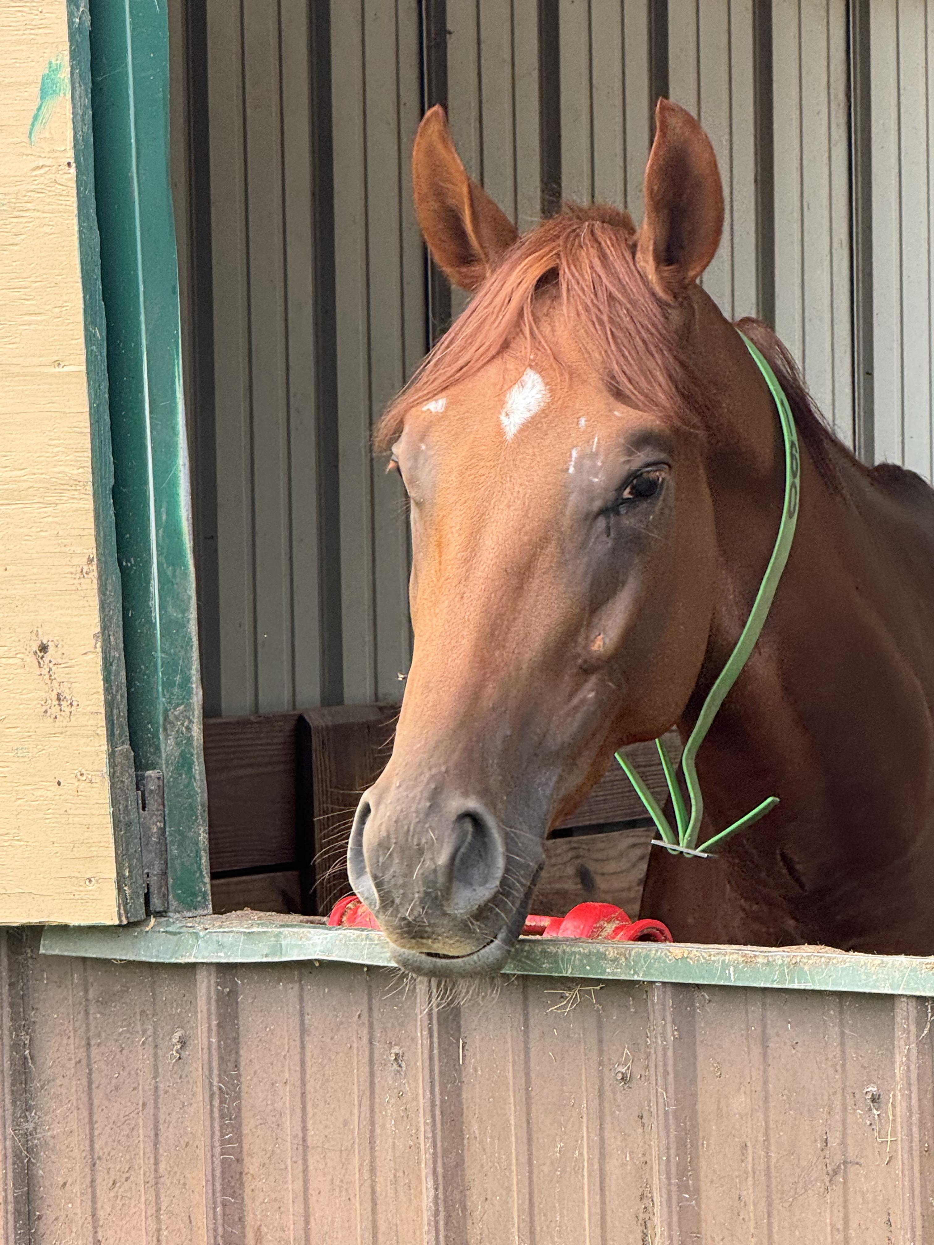 Enlarge Starr of Jericho, a ADOPTABLE Thoroughbred in Aiken, SC image 1/1