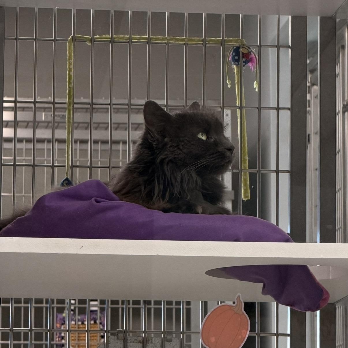 Enlarge Chloe Bear, a Adoptable Domestic Long Hair in Amsterdam, NY image 3/3