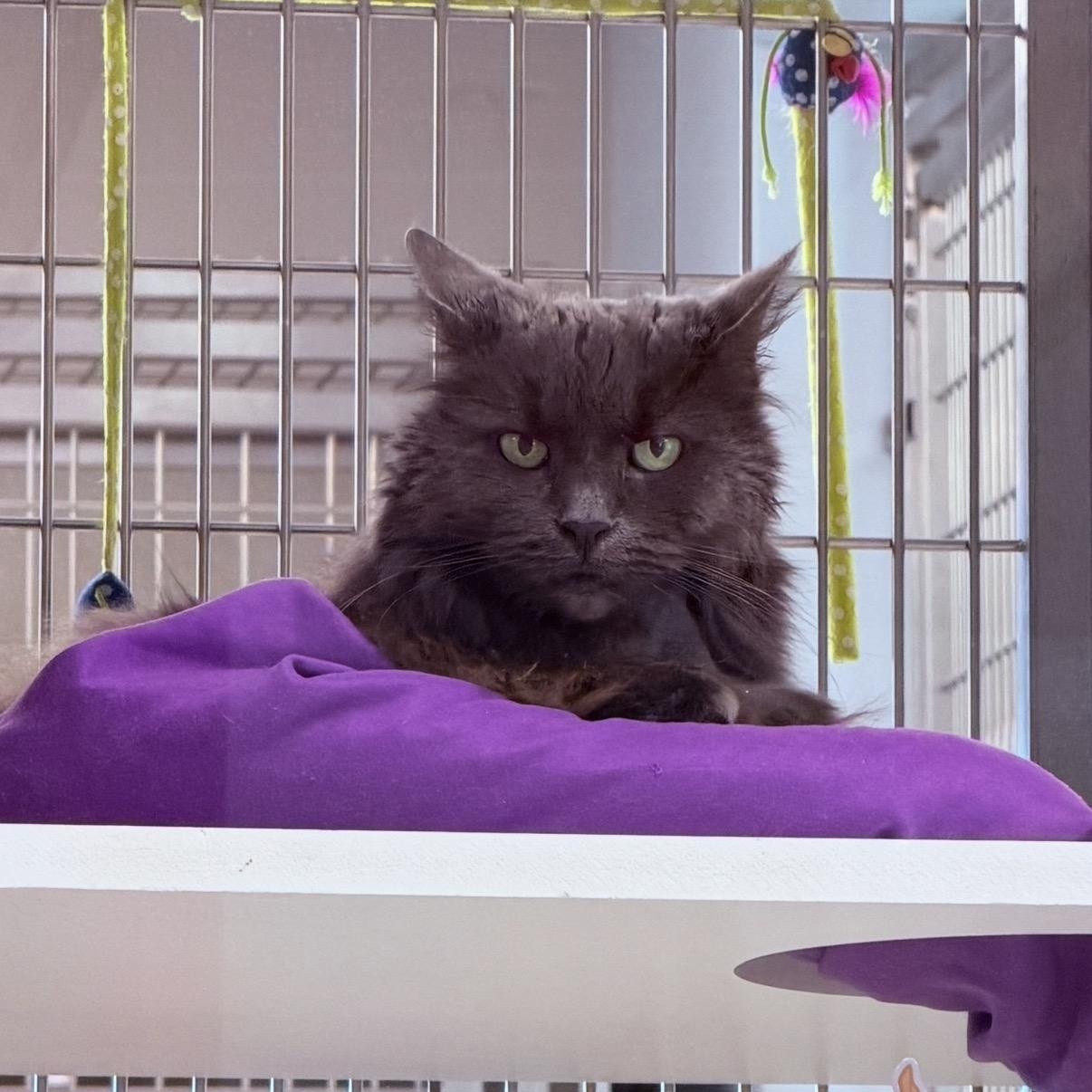 Chloe Bear, Adoptable, Senior Female Domestic Long Hair.