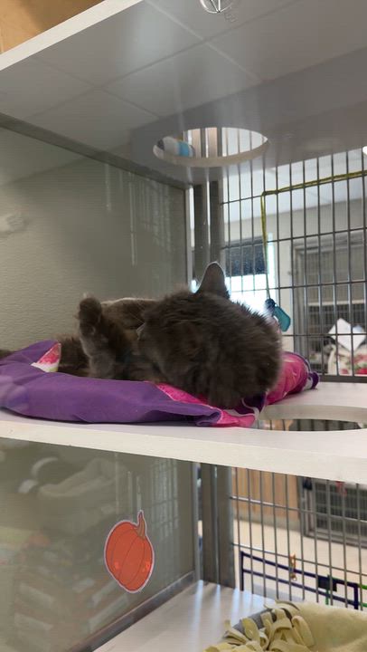 Enlarge Chloe Bear, a Adoptable Domestic Long Hair in Amsterdam, NY video 2/3