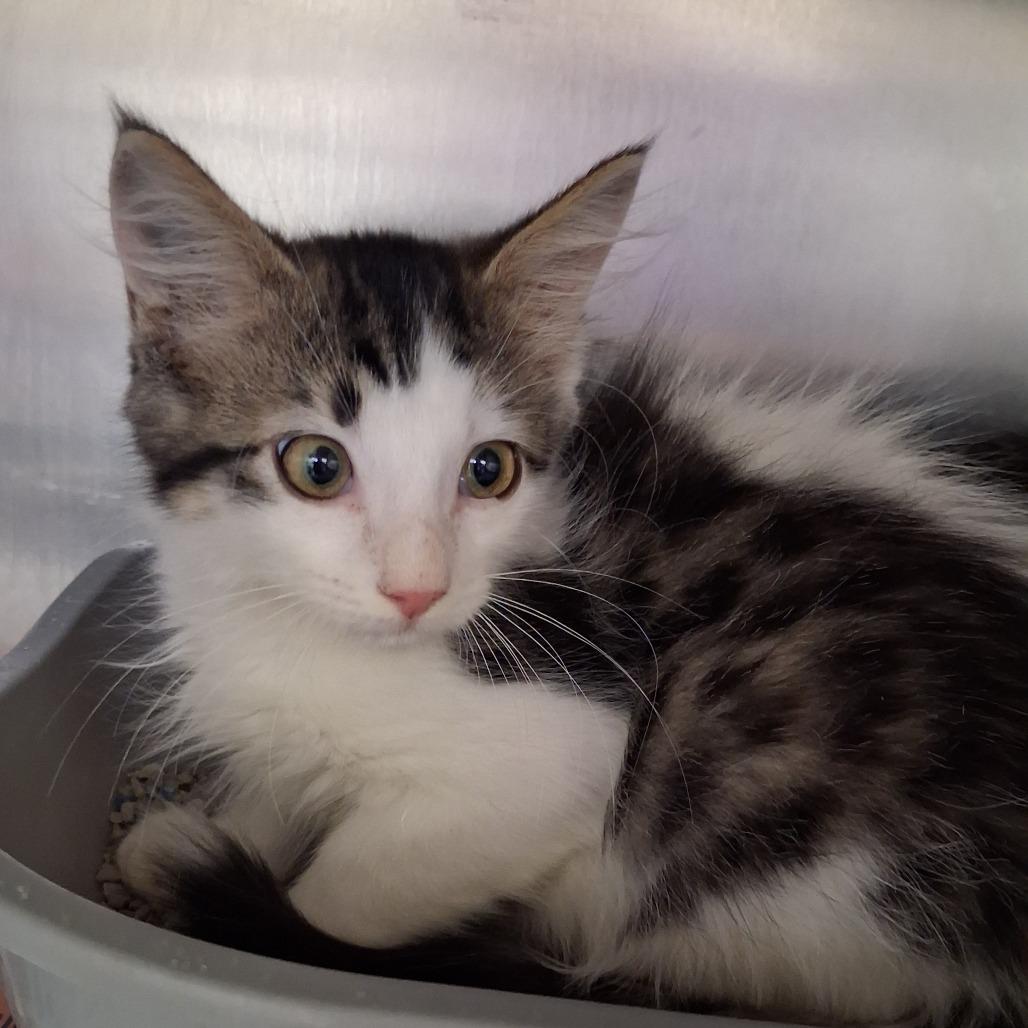 Enlarge Checkers, a Adoptable Domestic Medium Hair in Auburn, AL image 1/1