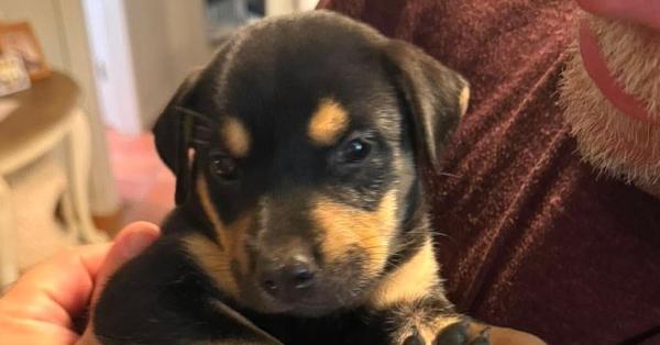 Jigglypuff, Adoptable, Puppy Female German Shepherd Dog & Labrador Retriever.