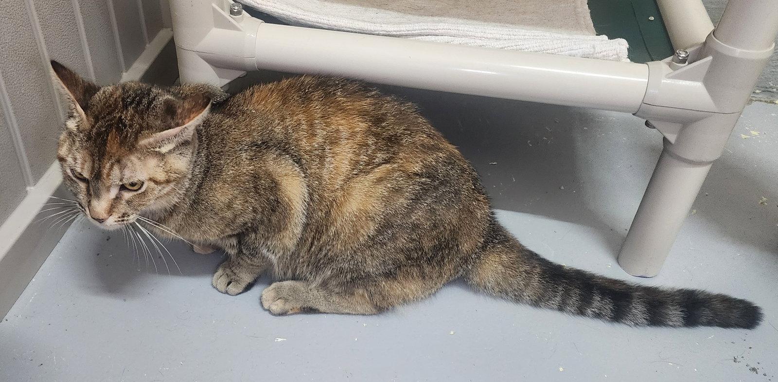 260529  Eloise, Adoptable, Adult Female Domestic Short Hair.