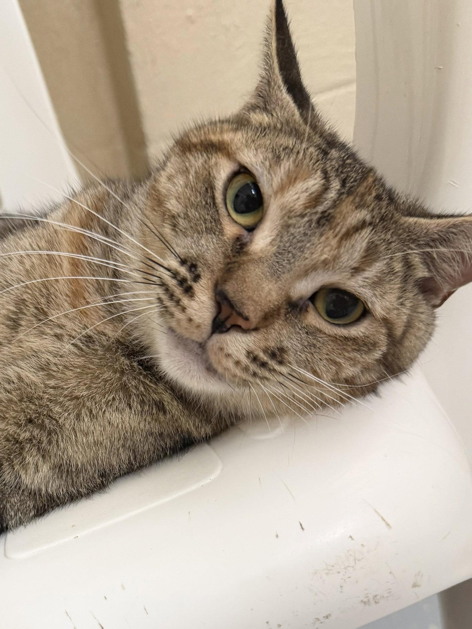 Enlarge 260529  Eloise, a Adoptable Domestic Short Hair in Wetumpka, AL image 2/3