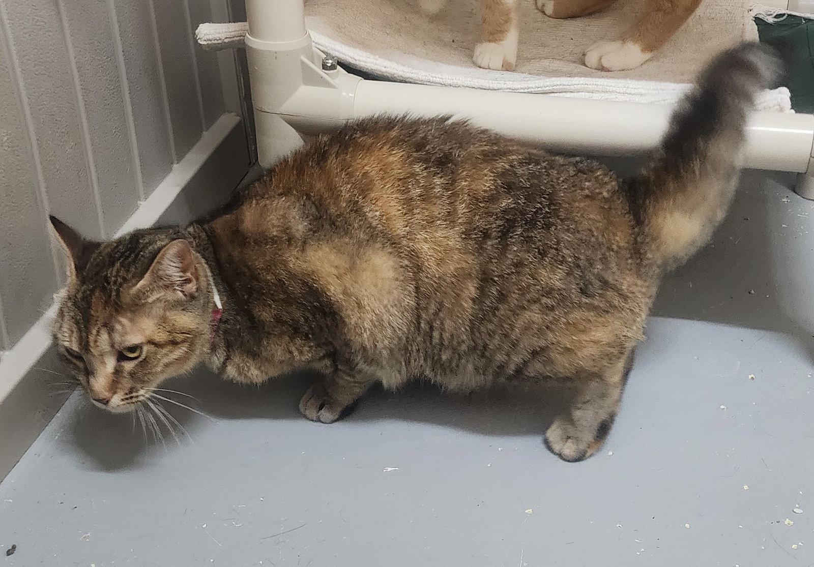 Enlarge 260529  Eloise, a Adoptable Domestic Short Hair in Wetumpka, AL image 3/3