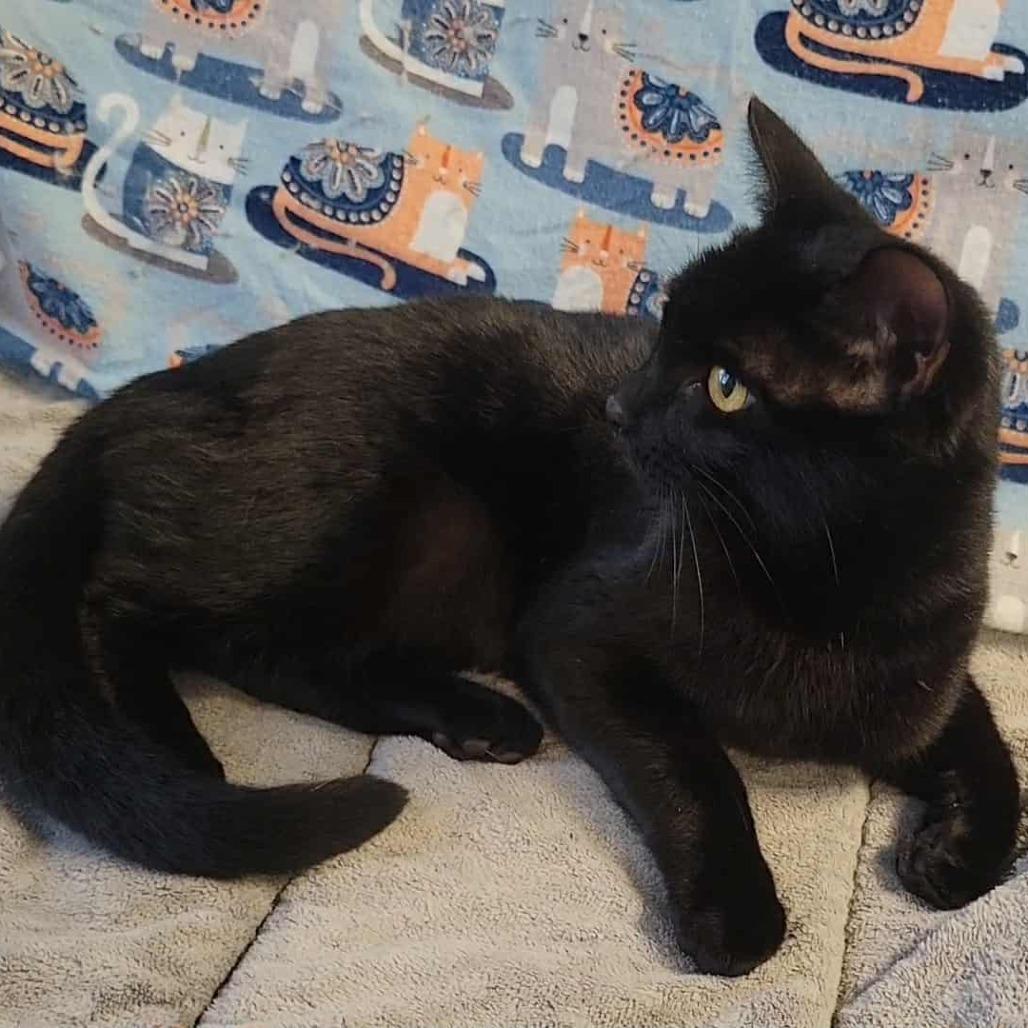 Layla, a Adoptable Domestic Short Hair in Washougal, WA image 1/5