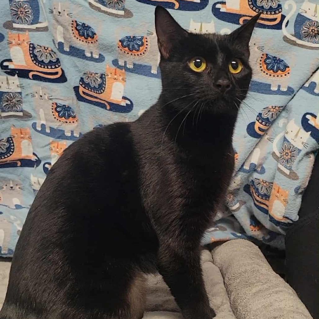 Layla, a Adoptable Domestic Short Hair in Washougal, WA image 2/5