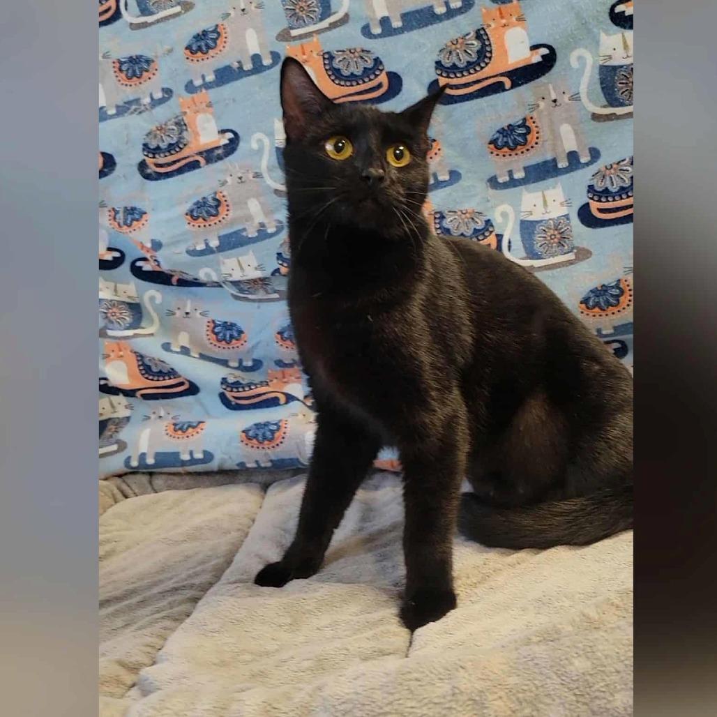 Layla, a Adoptable Domestic Short Hair in Washougal, WA image 4/5