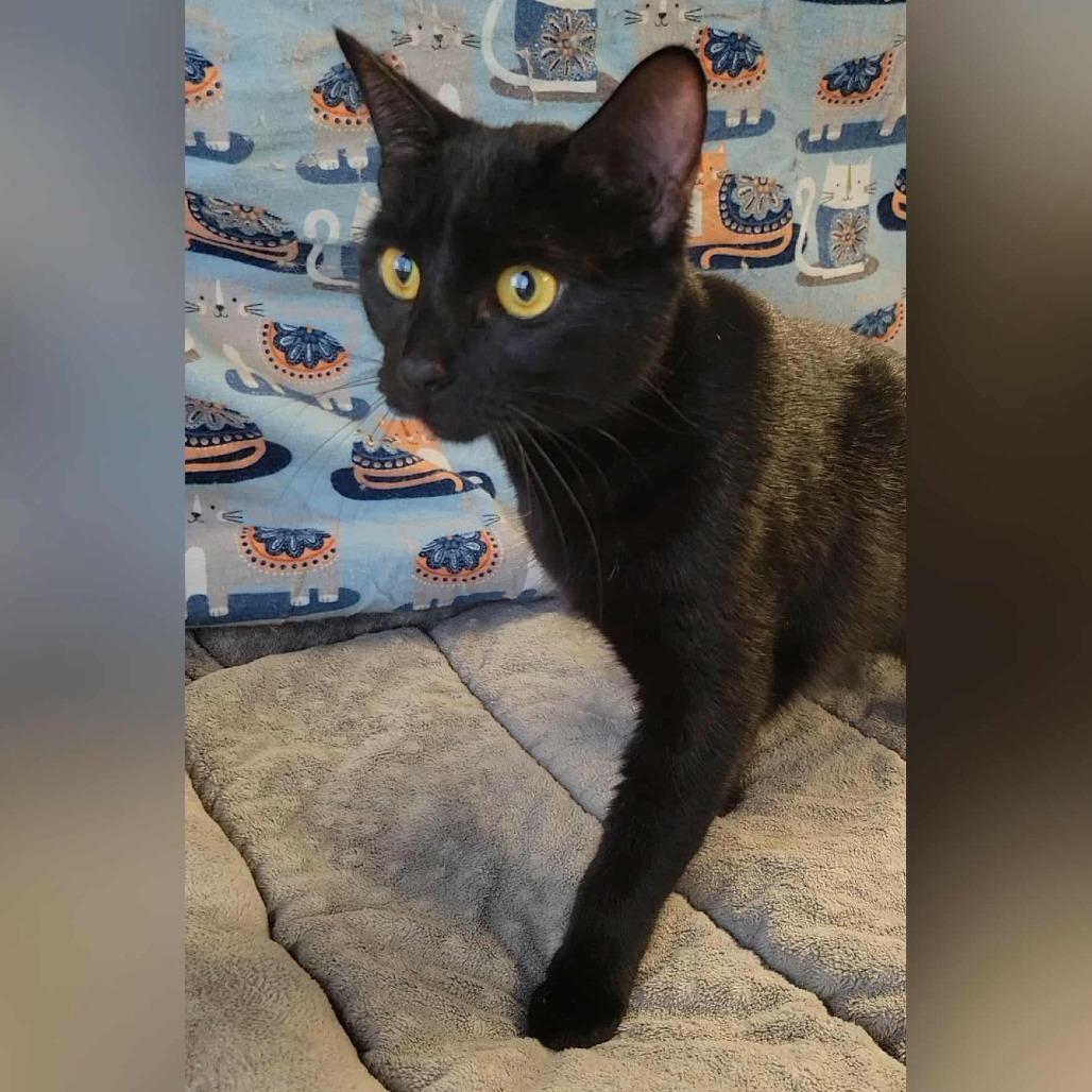 Layla, a Adoptable Domestic Short Hair in Washougal, WA image 5/5