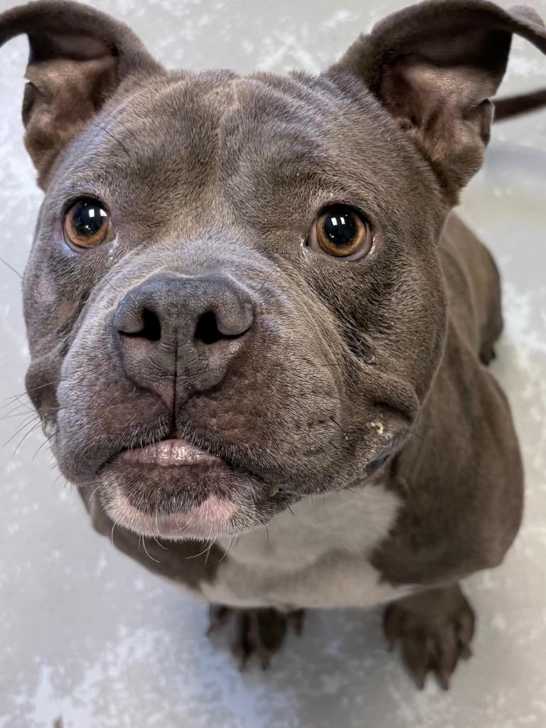Enlarge Razor, a Adoptable Bull Terrier in Greenwood, MS image 1/1