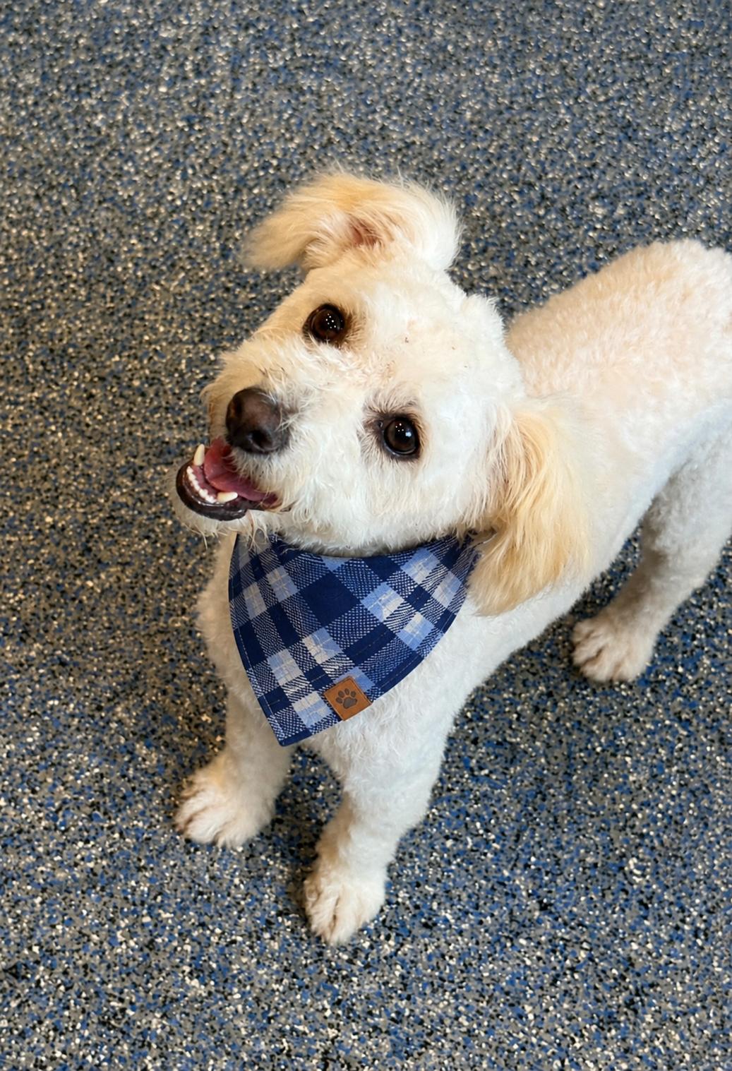 Enlarge Tofu, an adopted mixed breed in Phoenix, AZ image 4/4