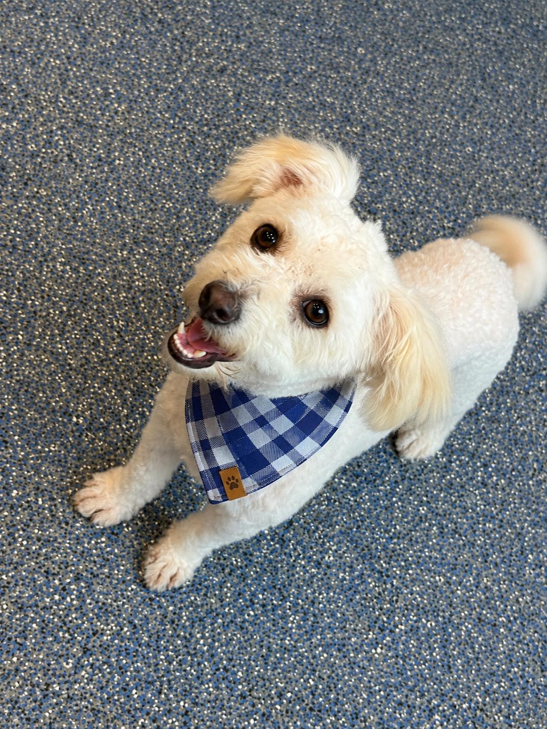 Enlarge Tofu, an adopted mixed breed in Phoenix, AZ image 2/4