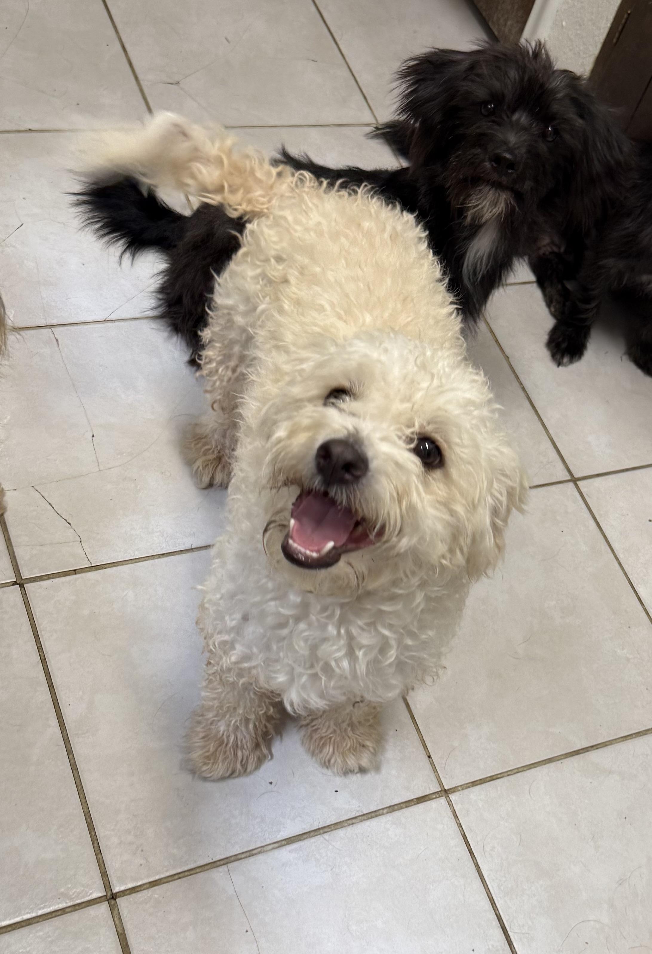 Tofu, adopted, Young Male Bichon Frise & Miniature Poodle.