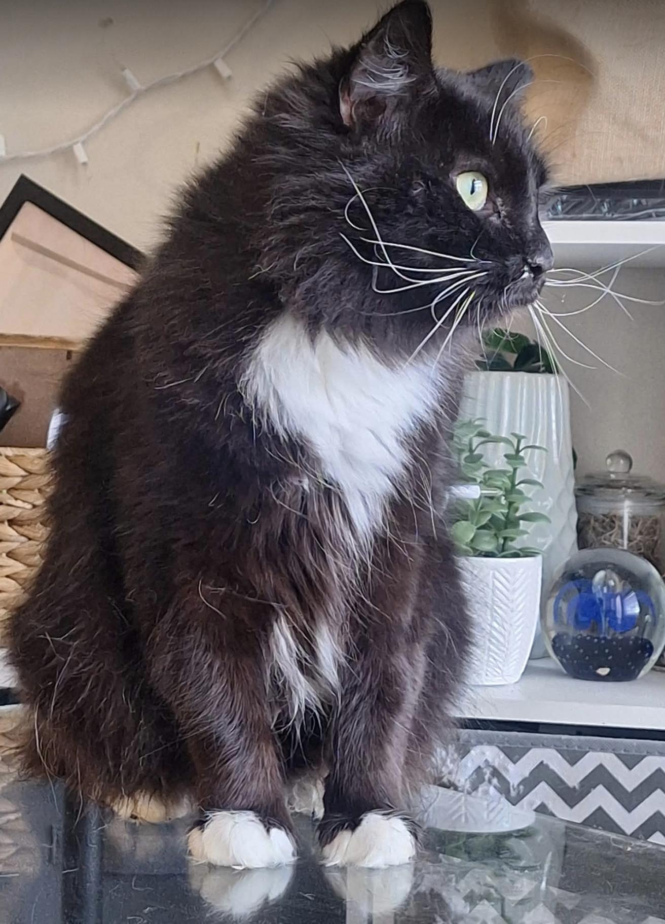 Minnie, a Adoptable Domestic Long Hair in Connelly Springs, NC image 6/6
