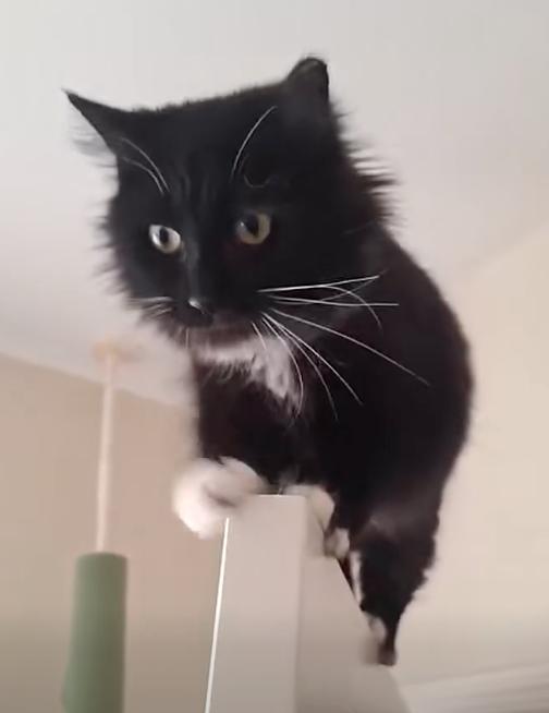 Minnie, a Adoptable Domestic Long Hair in Connelly Springs, NC image 2/6