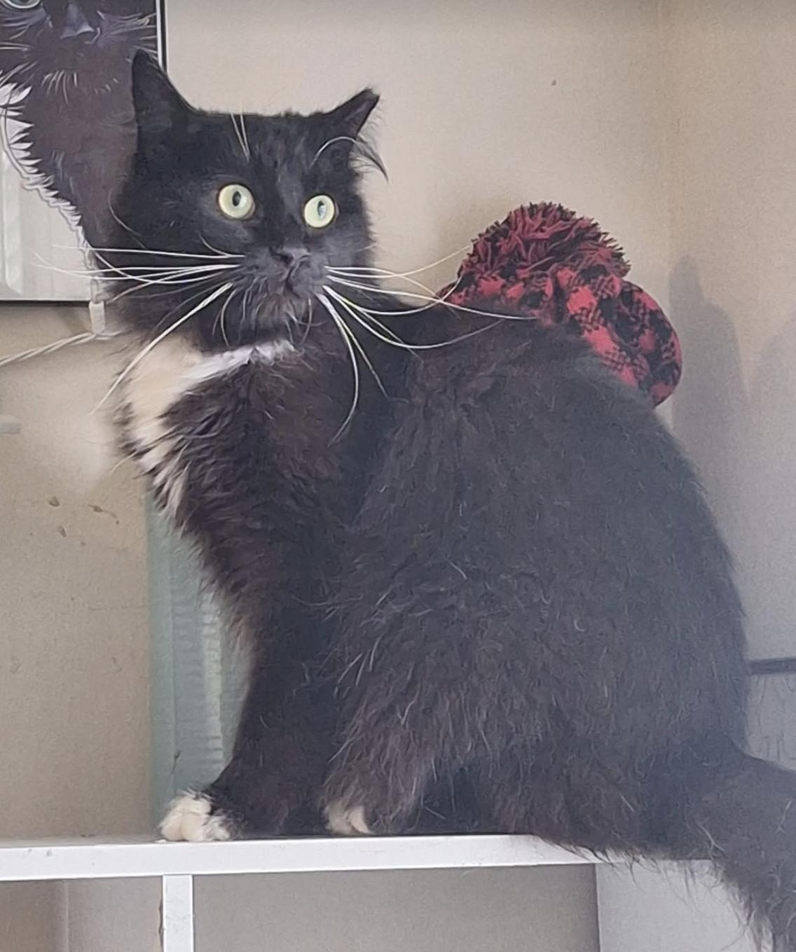 Minnie, a Adoptable Domestic Long Hair in Connelly Springs, NC image 4/6