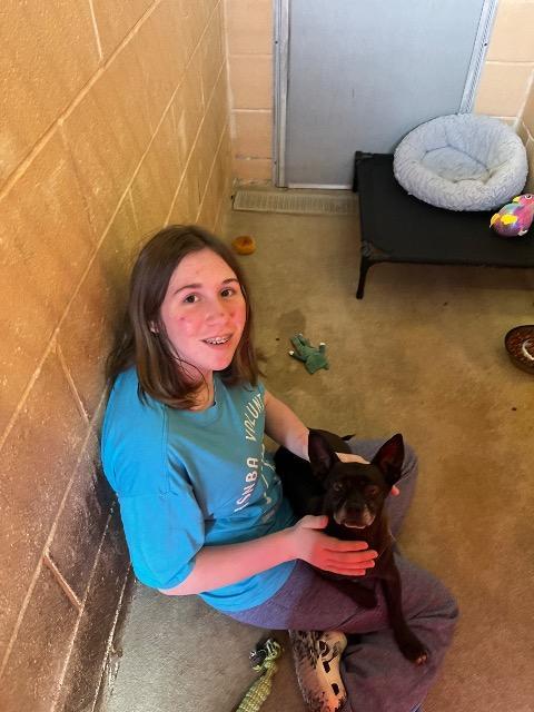 Annalise (Louise), Adoptable, Adult Female Chihuahua.