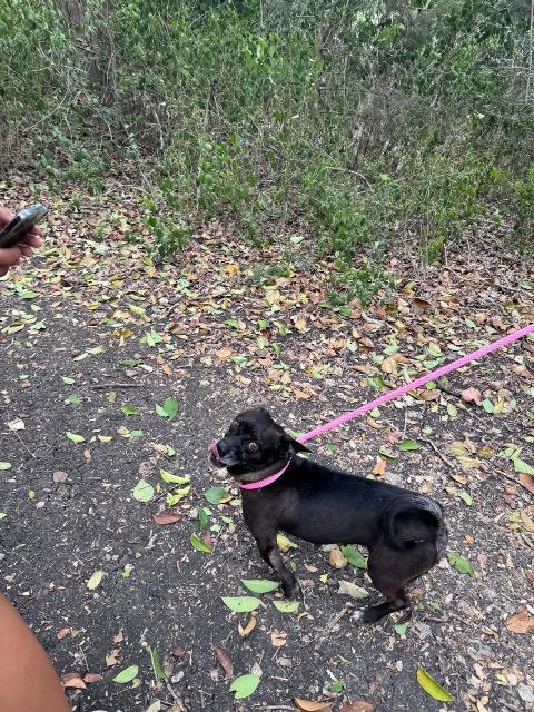 Enlarge Annalise (Louise), a Adoptable mixed breed in New Braunfels, TX image 2/6